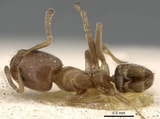 Azteca huberi - CASENT0922252