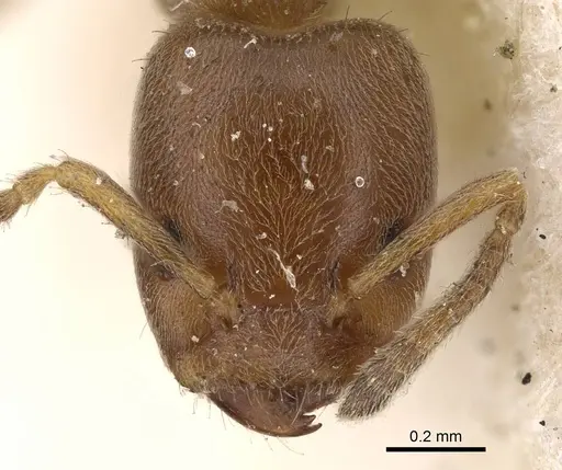 Azteca huberi - CASENT0922252