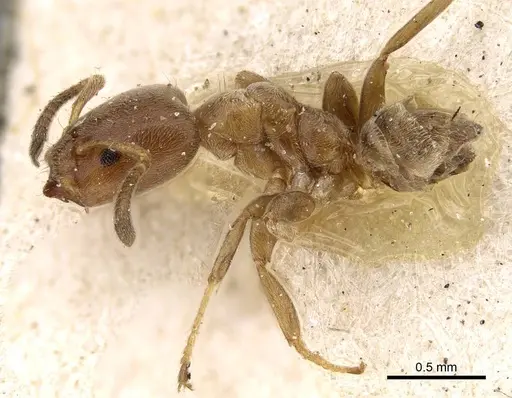 Azteca huberi - CASENT0922252