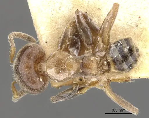 Azteca hypophylla specimen