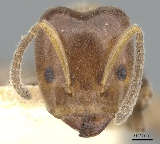 Azteca hypophylla specimen