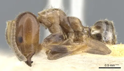 Azteca hypophylla specimen