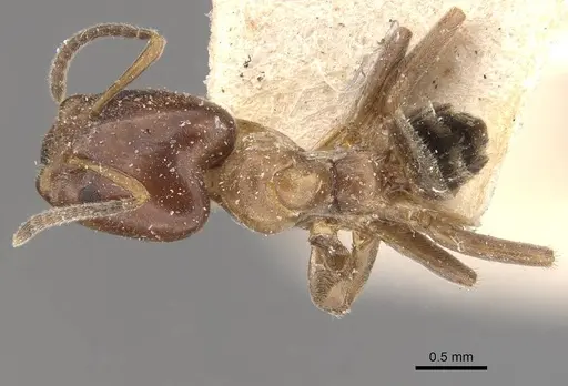 Azteca hypophylla - CASENT0909637