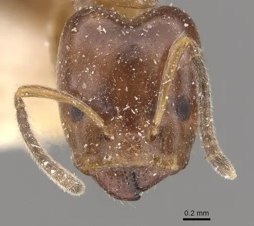 Azteca hypophylla - CASENT0909637