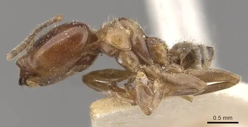 Azteca hypophylla - CASENT0909637