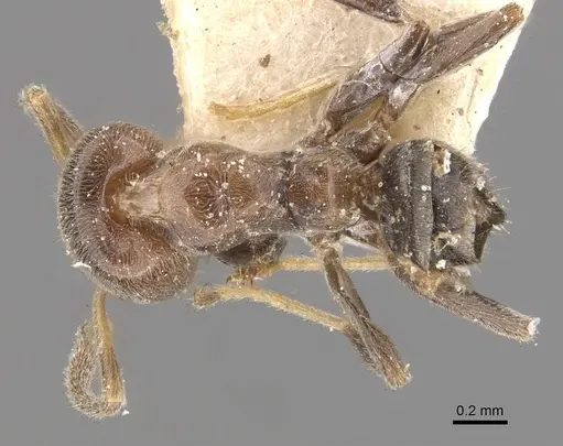 Azteca hypophylla - CASENT0909638