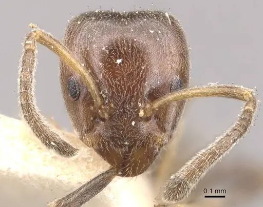 Azteca hypophylla - CASENT0909638