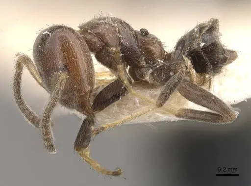 Azteca hypophylla - CASENT0909638