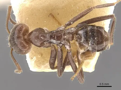 Azteca iheringi specimen