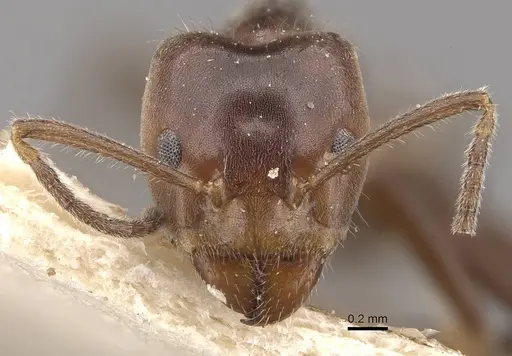 Azteca iheringi specimen