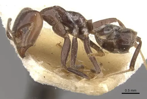 Azteca iheringi specimen