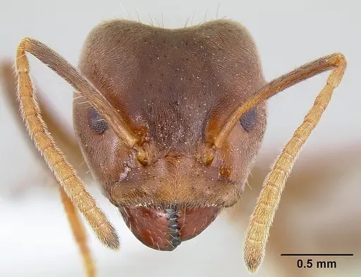 Azteca instabilis specimen