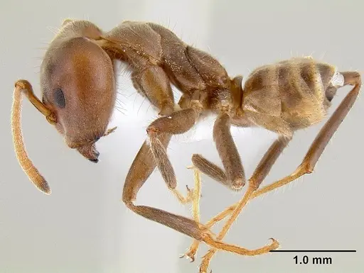 Azteca instabilis specimen