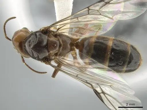 Azteca instabilis - CASENT0631765