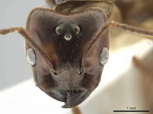 Azteca instabilis - CASENT0631765