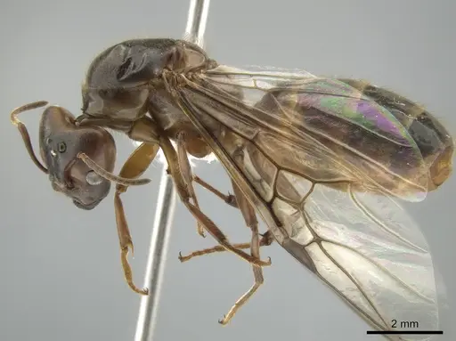 Azteca instabilis - CASENT0631765