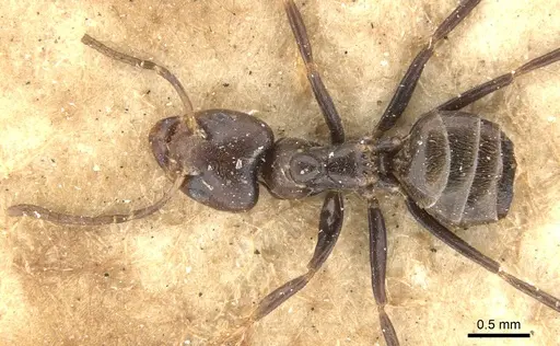 Azteca instabilis - CASENT0903009