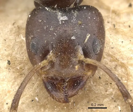 Azteca instabilis - CASENT0903009