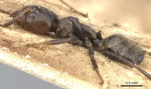 Azteca instabilis - CASENT0903009