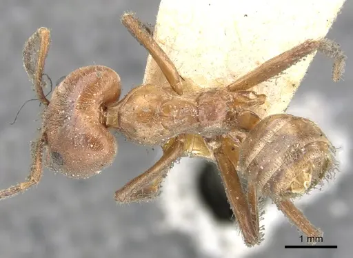 Azteca instabilis - CASENT0903010