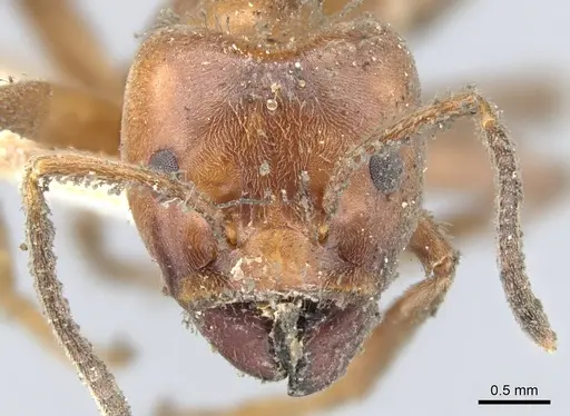 Azteca instabilis - CASENT0903010