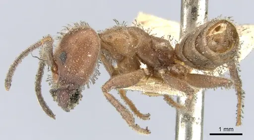 Azteca instabilis - CASENT0903010