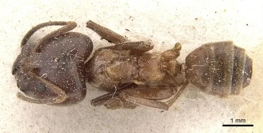 Azteca instabilis - CASENT0909639