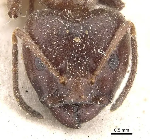 Azteca instabilis - CASENT0909639