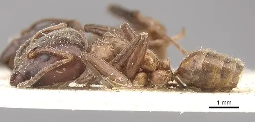 Azteca instabilis - CASENT0909639