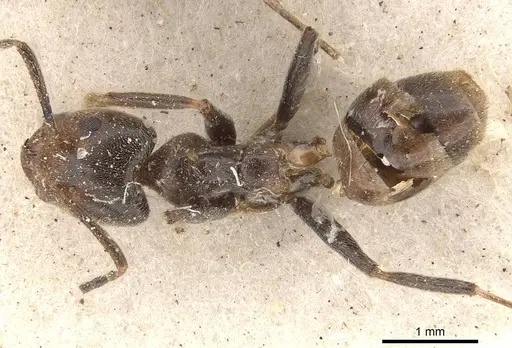 Azteca instabilis - CASENT0909640