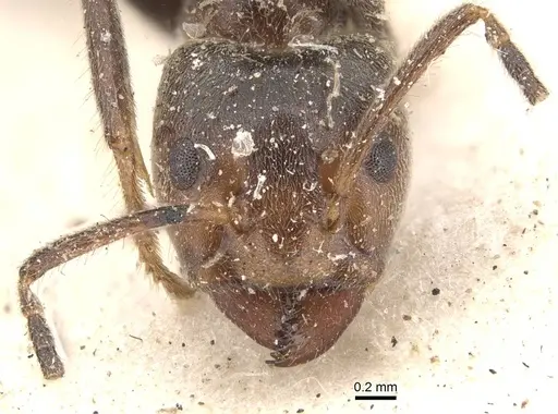 Azteca instabilis - CASENT0909640