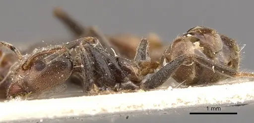 Azteca instabilis - CASENT0909640