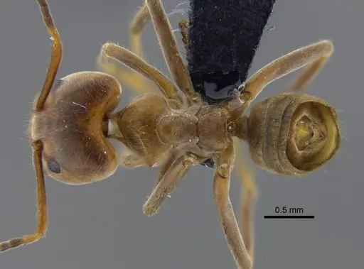 Azteca instabilis - CBUMAGENT41841