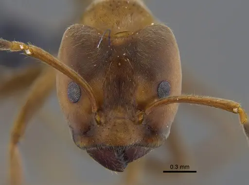 Azteca instabilis - CBUMAGENT41841