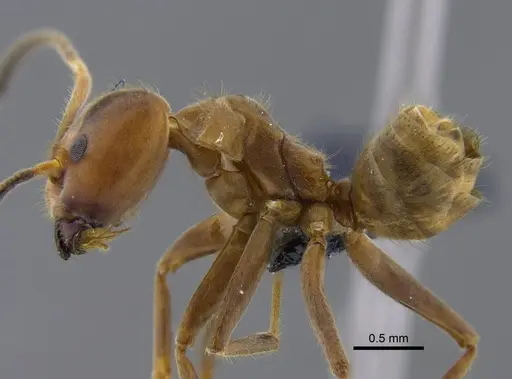 Azteca instabilis - CBUMAGENT41841