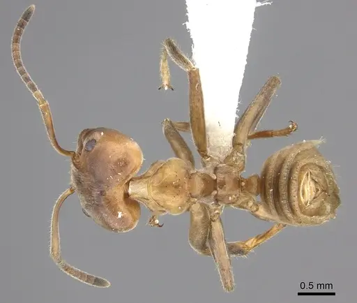 Azteca instabilis - INBIOCRI001280964