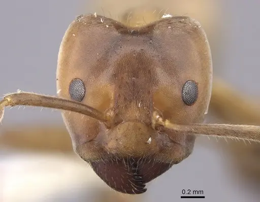 Azteca instabilis - INBIOCRI001280964