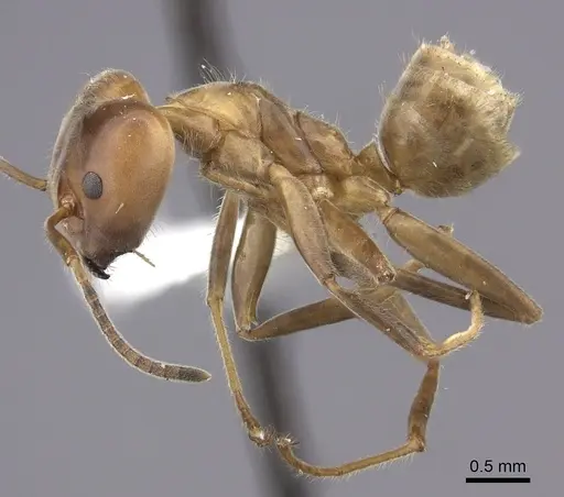 Azteca instabilis - INBIOCRI001280964