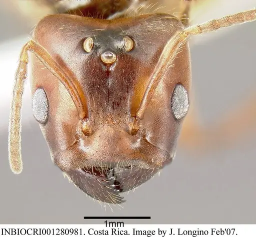 Azteca instabilis - INBIOCRI001280981