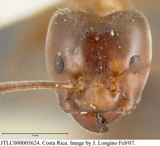 Azteca instabilis - JTLC000005624