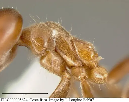 Azteca instabilis - JTLC000005624