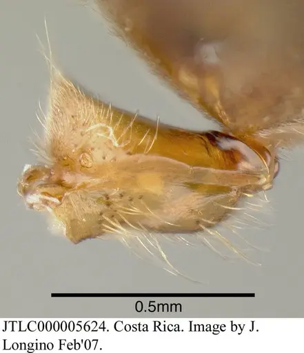 Azteca instabilis - JTLC000005624