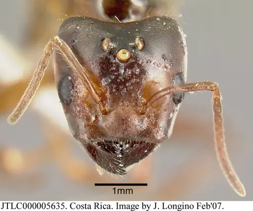 Azteca instabilis - JTLC000005635