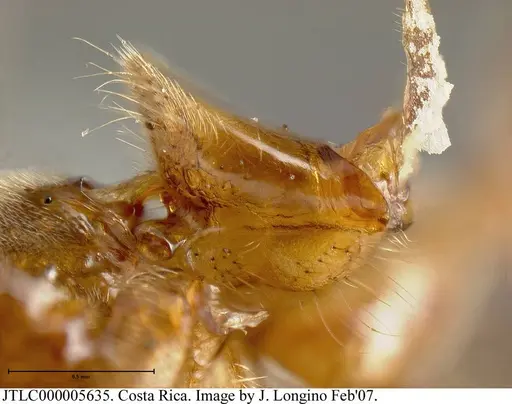 Azteca instabilis - JTLC000005635