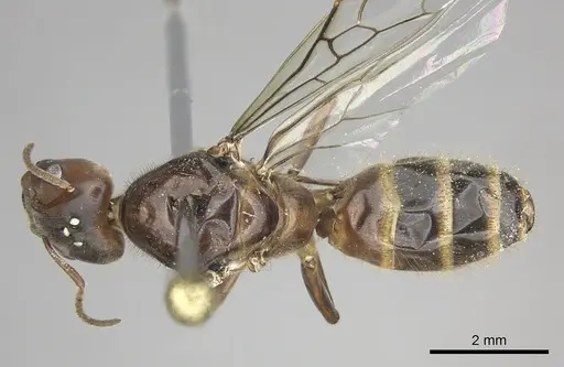 Azteca instabilis - JTLC000009445