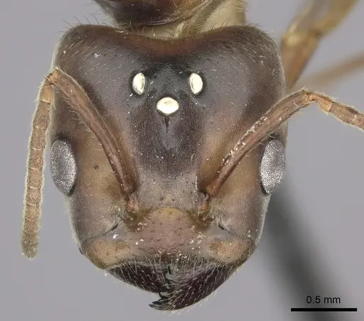 Azteca instabilis - JTLC000009445