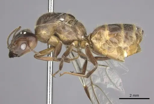 Azteca instabilis - JTLC000009445