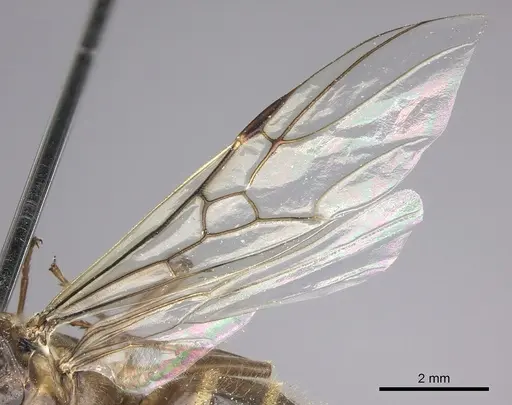 Azteca instabilis - JTLC000009445