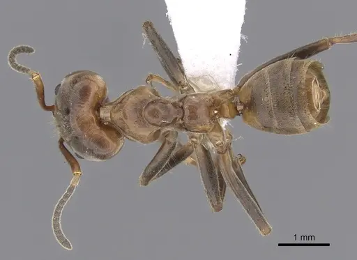 Azteca instabilis - JTLC000009539