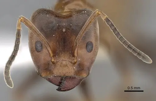 Azteca instabilis - JTLC000009539